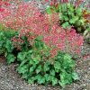 Heihēra "Peppermint"
