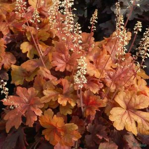 Heiherella "Buttered Rum"