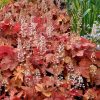 Heiherella "Redstone"
