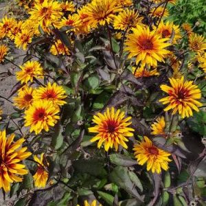 Heliopsis - Saulesactiņa "Yellow Spider"