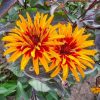 Heliopsis - Saulesactiņa "Yellow Spider"
