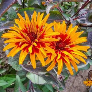 Heliopsis - Saulesactiņa "Yellow Spider"