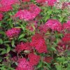 Japānas spireja “Dart's Red”