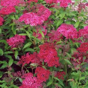 Japānas spireja “Dart's Red”