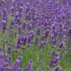 Lavanda "Hidrote"