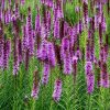 Liatres "Floristan Violet"