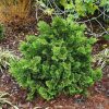 Paciprese "Nana Gracilis"