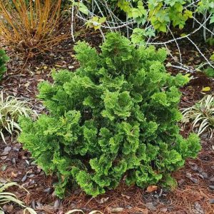 Paciprese "Nana Gracilis"