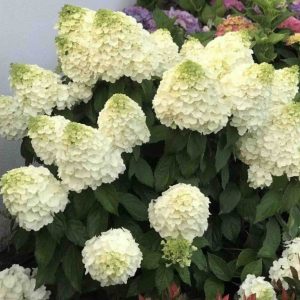 Skarainā Hortenzija "Magical Moonlight"