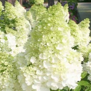 Skarainā Hortenzija "Magical Moonlight"