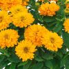Heliopsis - Saulesactiņa "Double Sunstruck"