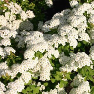 Spireja “Halward's Silver”