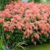 Astilbe "Straussenfeder"