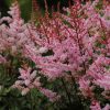 Astilbe "Delft Lace"