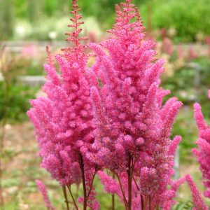 Astilbe "Gloria Purpurea"
