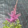 Astilbe "Violeti-Rozā"