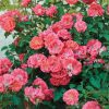 Klajeniskā Roze "Drift Coral"