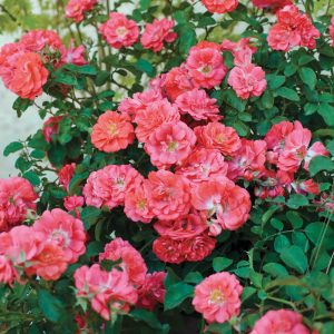Klajeniskā Roze "Drift Coral"