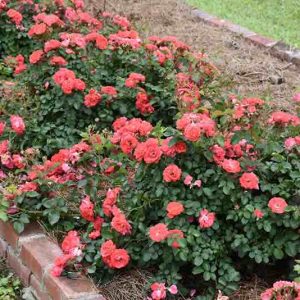 Klajeniskā Roze "Drift Coral"