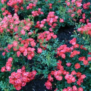 Klajeniskā Roze "Drift Red"