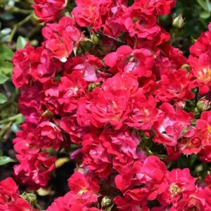 Klajeniskā Roze "Drift Red"