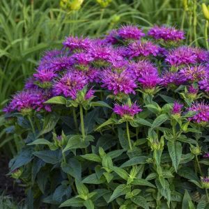 Monarda "Melua Violet"