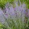 Perovskija "Little Spire"