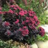 Sedums "Plum Dazzled"