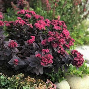Sedums "Plum Dazzled"