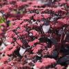 Sedums "Sunsparkler Blue Pearl"