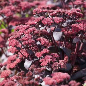 Sedums "Sunsparkler Blue Pearl"