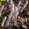 Sudrabsvece ķekarainā "Pink Spike"
