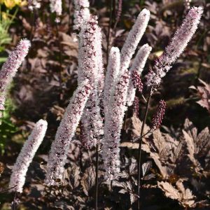 Sudrabsvece ķekarainā "Pink Spike"