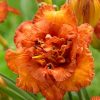 Dienlilija "Awesome Luck"