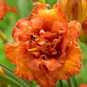 Dienlilija "Awesome Luck"