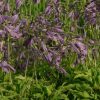 Šaurlapu Hosta