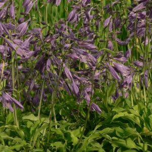 Šaurlapu Hosta