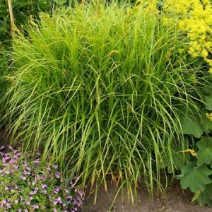 Grīslis "Aureovariegata"
