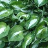 Hosta "Undulata"