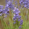 Lavanda "Essence Purple"