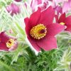 Silpurene “Vulgaris Red"