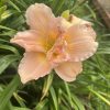Dienlilijas gums "Siloam Double Classic"