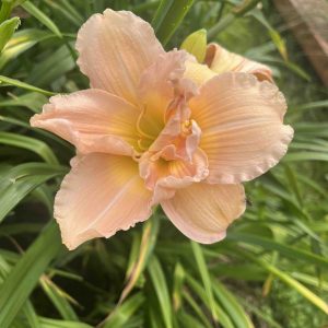 Dienlilijas gums "Siloam Double Classic"
