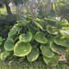 Hosta "Abiqua Moonbeam"