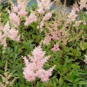 Astilbe "Ābeļzieds"