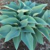 Hosta "Canadian Blue"