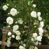 Maijroze