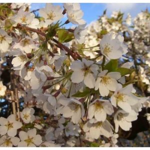 Sakura balta