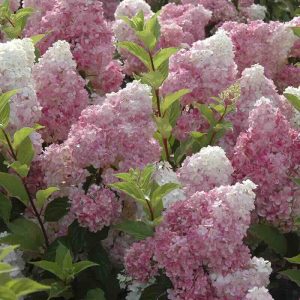 Skarainā Hortenzija "Vanilla Fraise"
