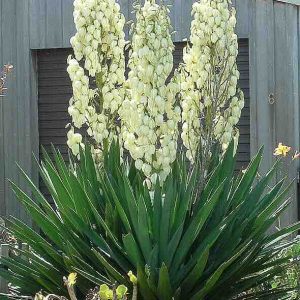 Yucca